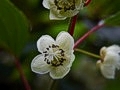 Actinidia arguta IMG_2576 Aktinidia ostrolistna